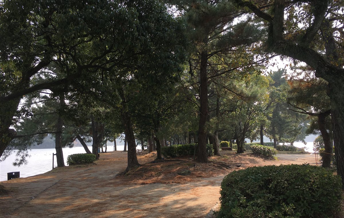 Trees and water at Ohori Park in Fukuoka