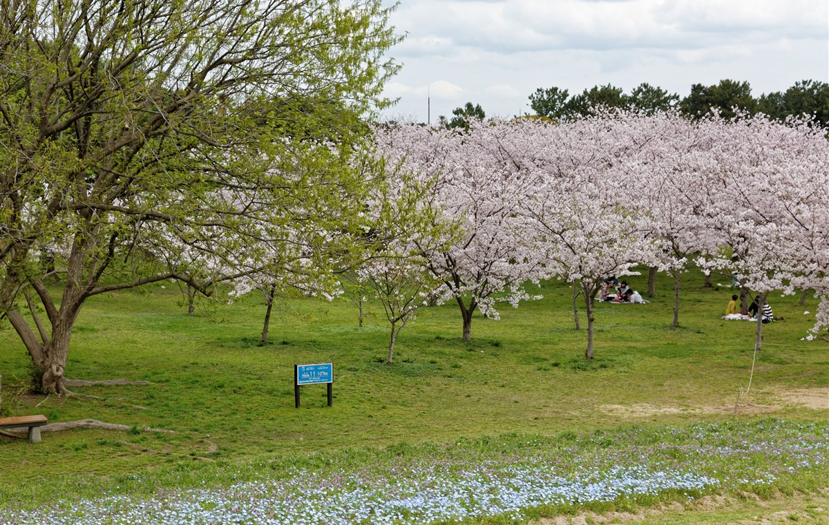 Flower beds and greenery at Uminonakamichi Seaside Park in Fukuoka